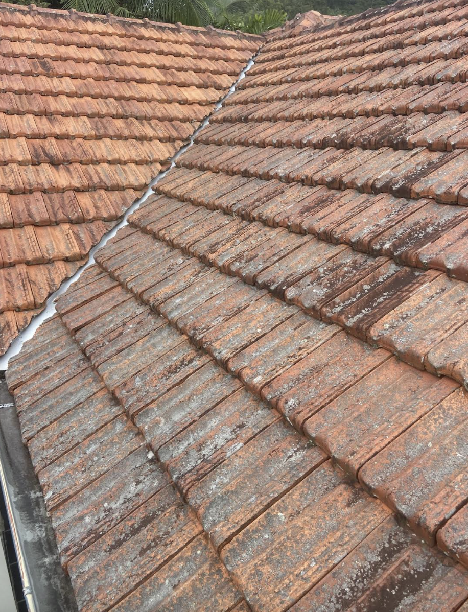 Lichen covered roof side